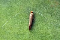 Nematopogon adansoniella