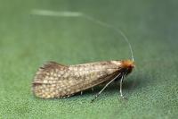 Nematopogon adansoniella