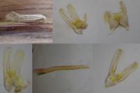 Elachista rufocinerea