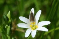 Coleophora lutarea