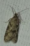 Cnephasia