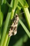 Celypha lacunana