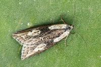 Doloploca punctulana