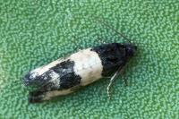 Propiromorpha rhodophana