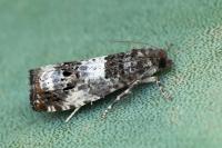 Notocelia trimaculana