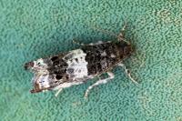 Notocelia trimaculana