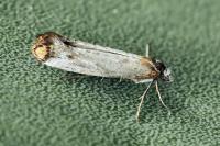 Pseudoswammerdamia combinella