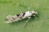 Ypsolopha asperella