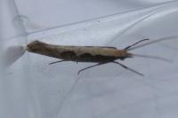 Plutella xylostella