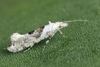 Ypsolopha asperella