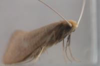 Nematopogon swammerdamella