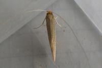 Nematopogon swammerdamella