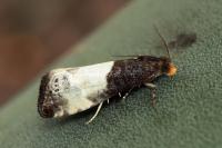 Notocelia cynosbatella