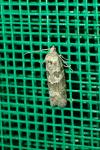 Cnephasia
