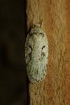 Agonopterix ocellana