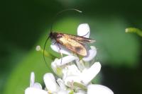 Cauchas rufimitrella