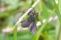Epichnopterix