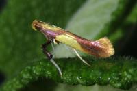 Caloptilia alchimiella