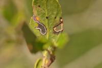 Bucculatrix alaternella