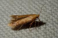 Tischeria