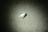 Tortrix viridana