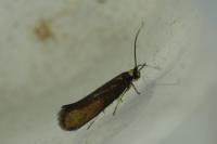 Roeslerstammia erxlebella