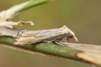 Cochylimorpha decolorella