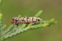 Pseudococcyx tessulatana