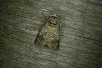 Cossus cossus