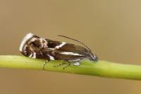 Millieria dolosalis