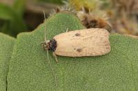 Agonopterix subpropinquella