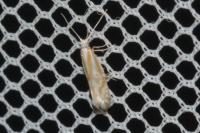 Argyresthia abdominalis