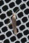 Argyresthia arceuthina