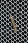 Coleophora