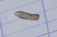 Elachista biatomella