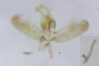 Elachista biatomella