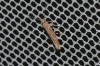 Pyroderces argyrogrammos