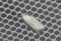 Elachista argentella