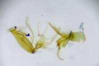 Aproaerema patruella