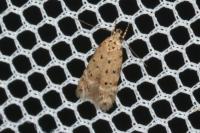 Pseudotelphusa paripunctella