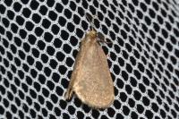 Bijugis bombycella