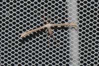 Emmelina monodactyla
