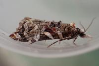 Phtheochroa rugosana