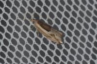 Ancylis apicella