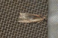 Eucosma gr. cana