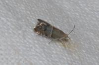 Pammene juniperana
