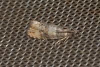 Piniphila bifasciana