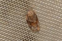 Syndemis musculana