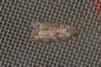 Cnephasia