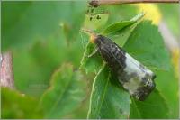 Notocelia cynosbatella
